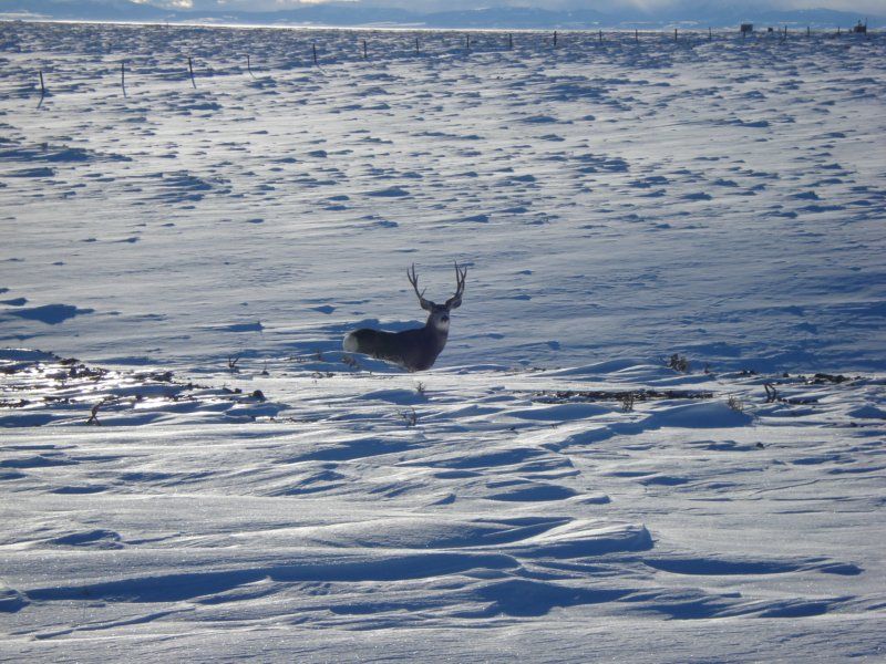 Mule deer in western Wyoming migrate 18-140 km to high-elevation summer ranges where they access high quality forage and accumulate fat reserves that help them survive the harsh winters. The ability to identify and prioritize these migration routes may improve management and land-use planning.
