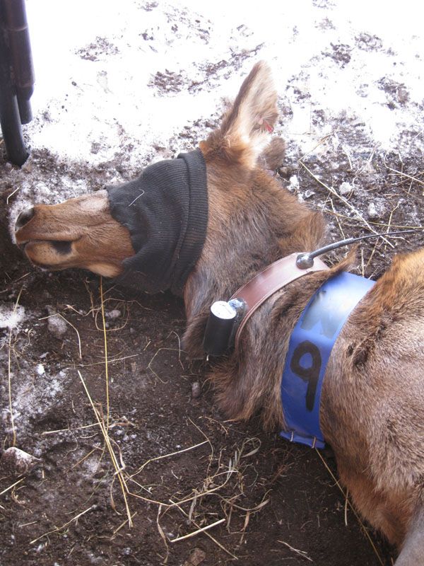 Immobilized female elk at Dell Creek Feedground fitted with a VHF collar.
