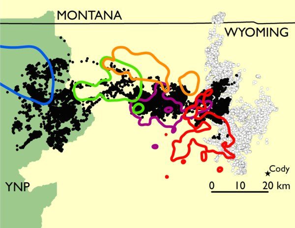 Our elk and wolf collaring efforts resulted in a large amount of simultaneous GPS movement information which will allow us to better understand the behavioral aspect of elk-wolf interactions. Here, 5 packs that hunt Clarks Fork elk are shown overlapping with the seasonal locations of migratory (black) and nonmigratory (white) elk.