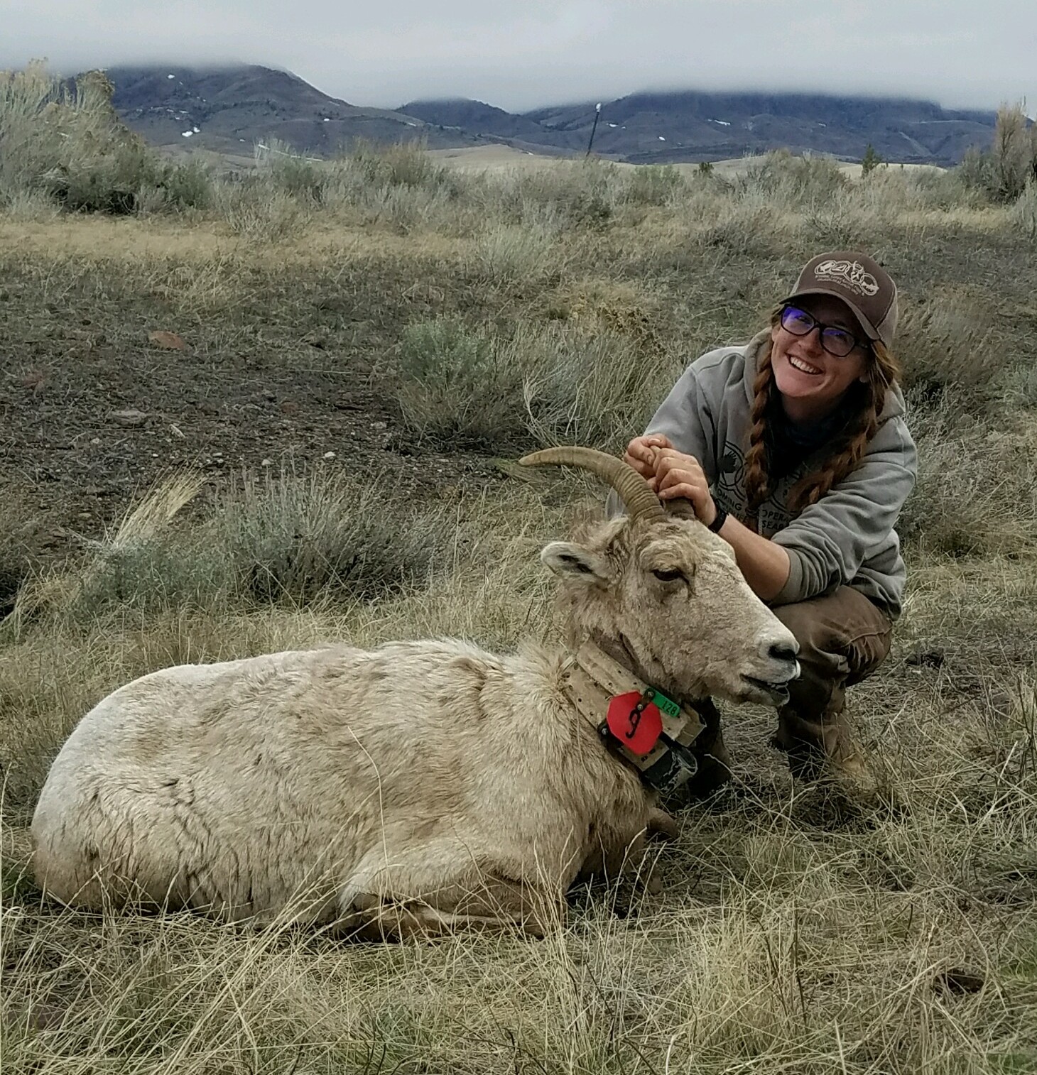 Tayler with a darted bighorn sheep in Cody, Wyoming.