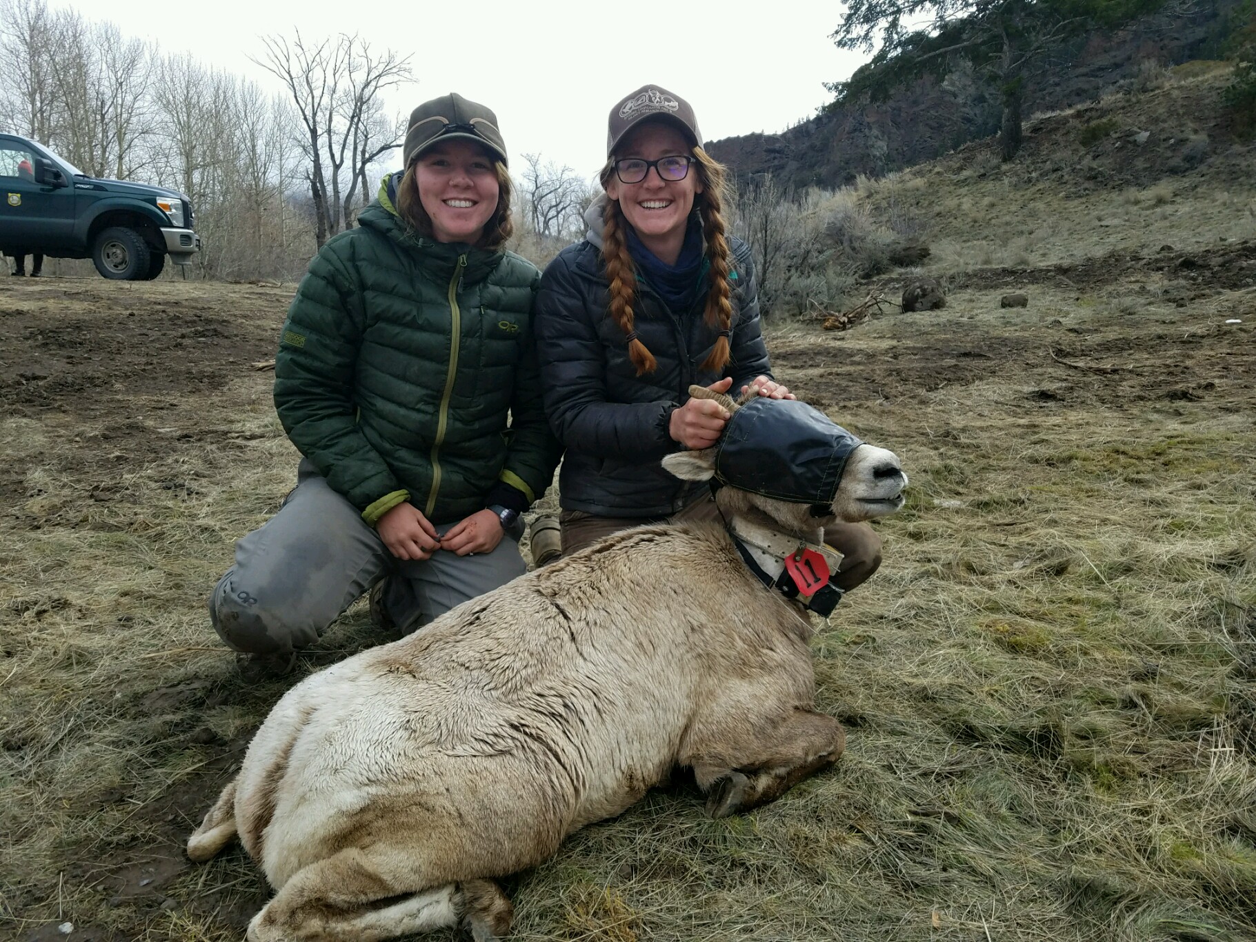 Tayler and labmate Katey Huggler with an immobilized bighorn sheep.
