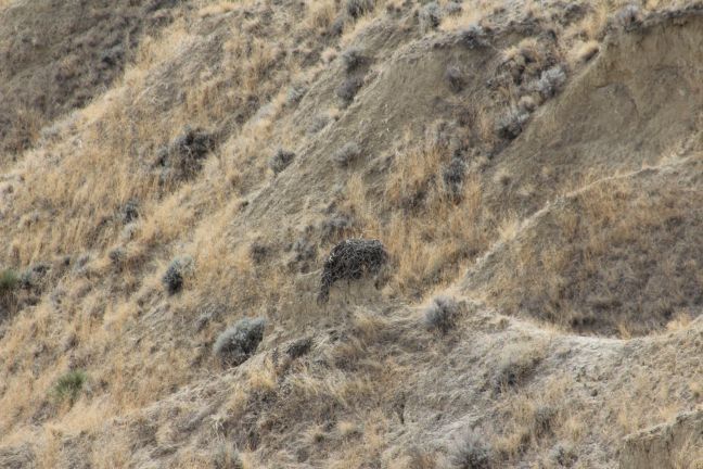 Ferruginous Hawk nest, located atop a rock spire in a small ravine, Powder River Basin, WY.
