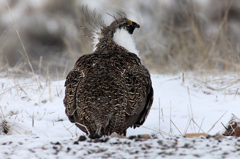 The Greater Sage-Grouse (male pictured here) is being implemented as an umbrella species in Wyoming. Photo by Phil Douglass - Utah Division of Wildlife Resources
