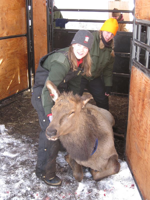 Amy Williams and Dalinda Damm of the WGFD support a collared feedground elk at Dell Creek as it recovers from chemical immobilization.