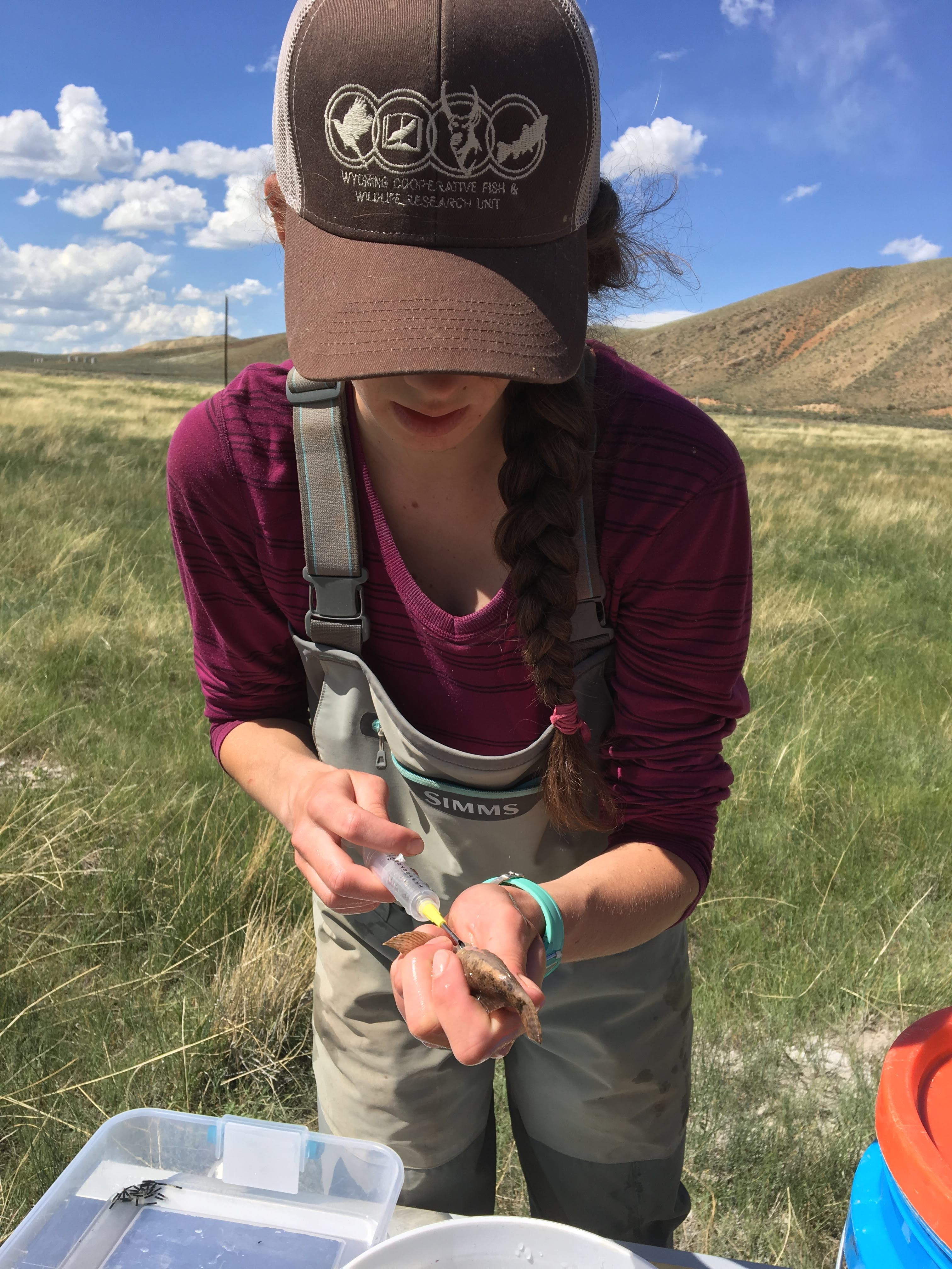Samantha Alford PIT tagging a mottled sculpin in the Wyoming Range.