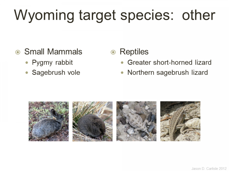 These species are among those thought to be conserved under the Greater Sage-Grouse umbrella in Wyoming.