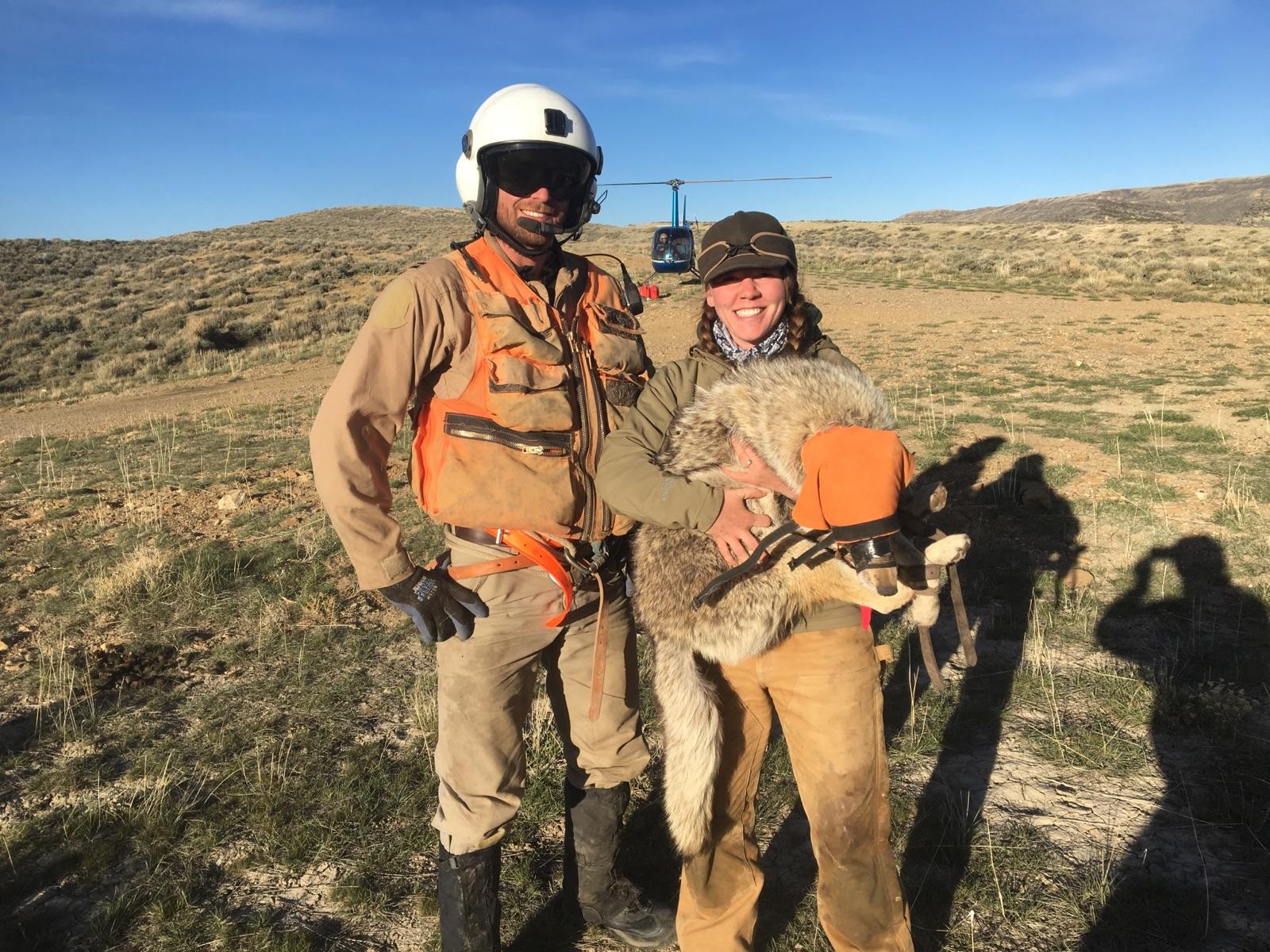 Katey with a male coyote captured in April 2017