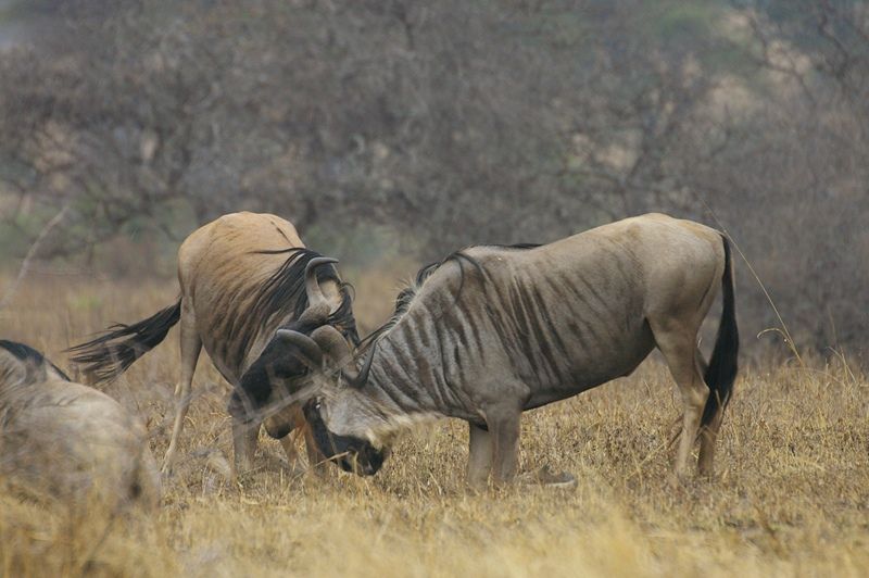 Two bulls spar during the non-rutting season in Tarangire NP, Tanzania. Wildebeest and zebra in the Tarangire-Manyara ecosystem migrate between 40-120km in each direction.