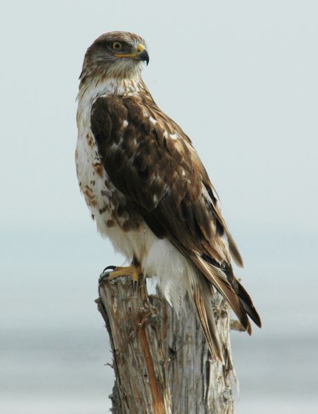 Ferruginous Hawk on perch. Photo courtesy of blm.gov