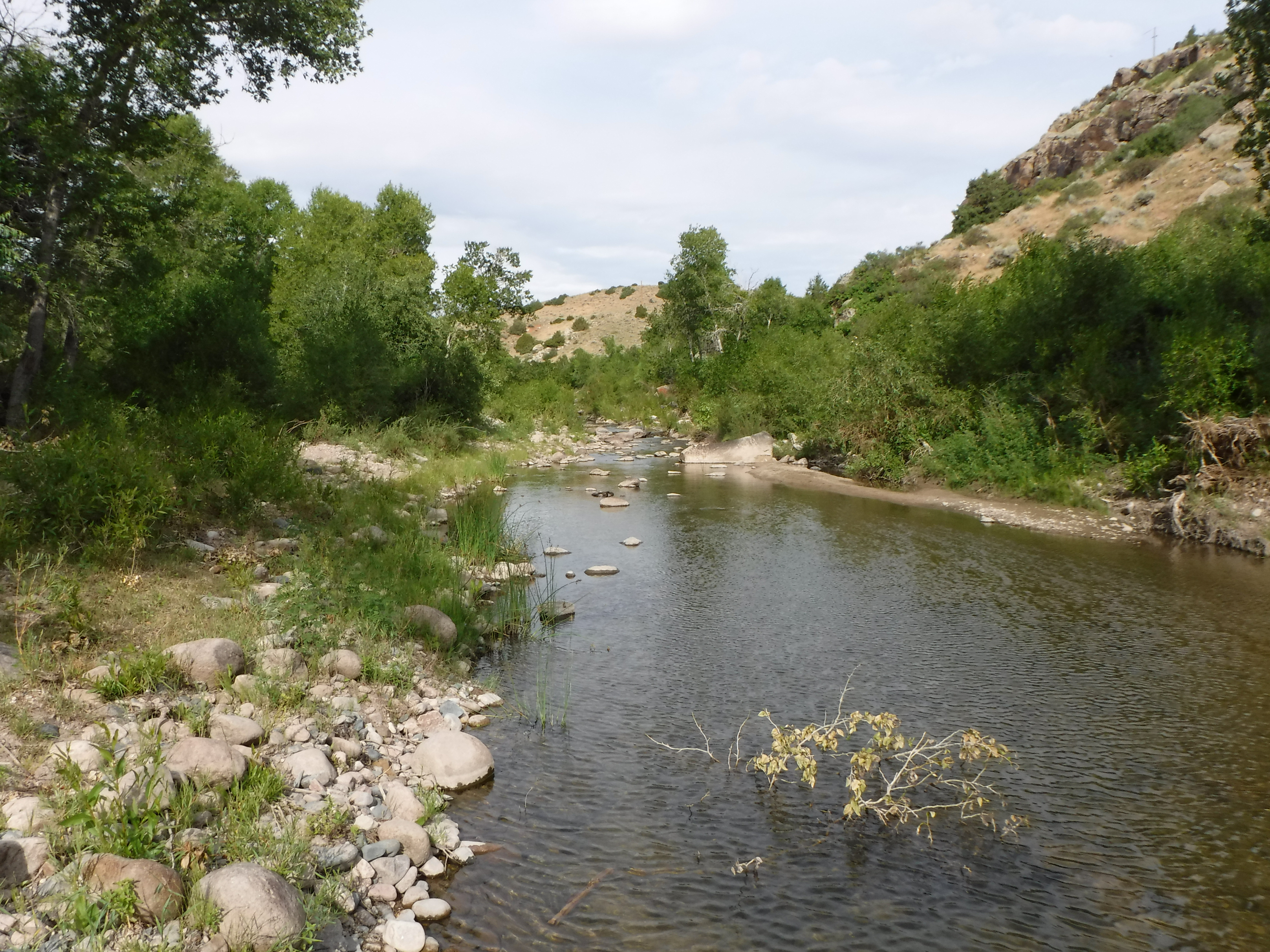 Potential translocation stream, LaBonte Creek