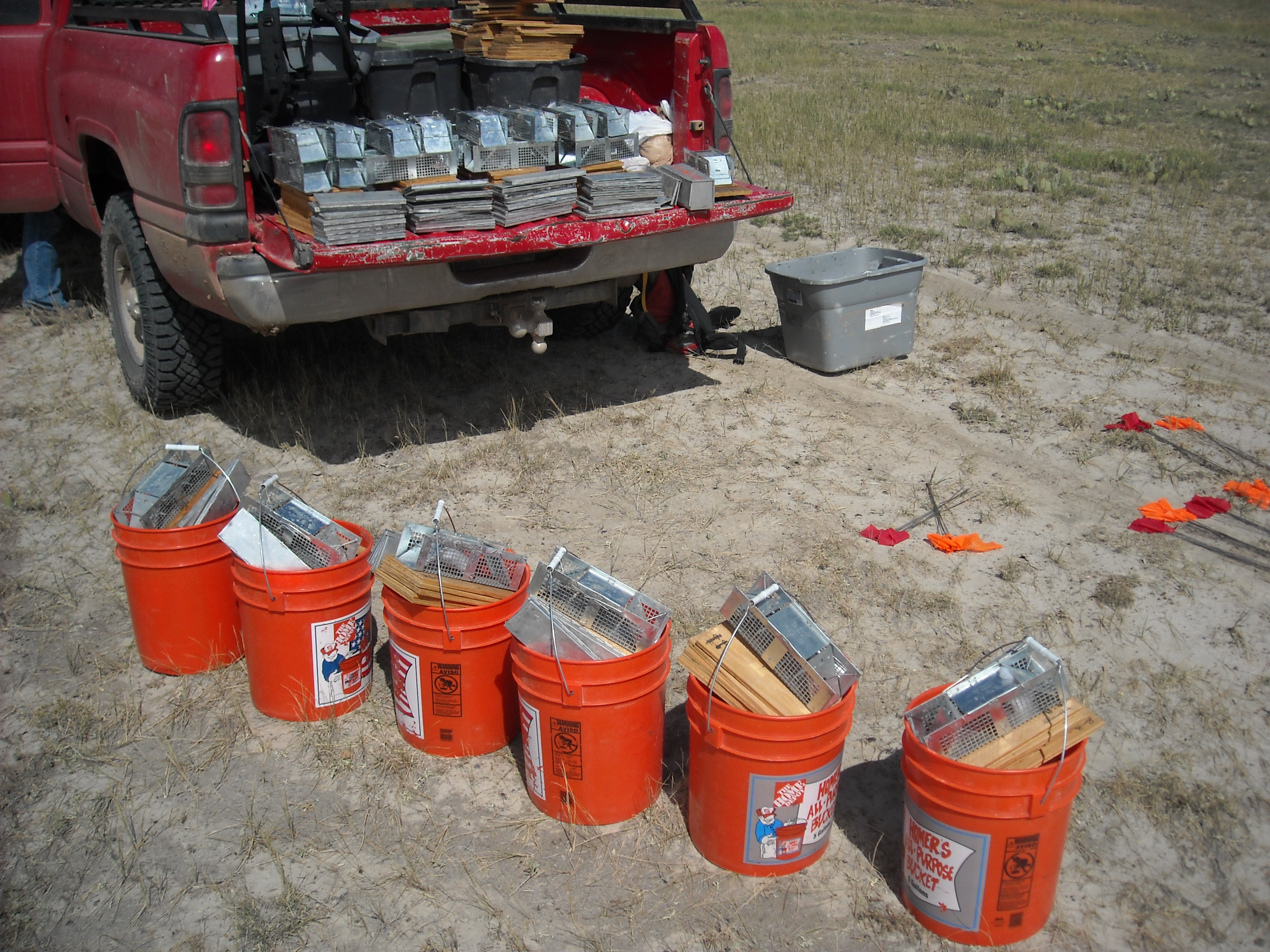Staging small mammal traps (120 traps and coverboards per grid), Thunder Basin National Grassland, WY