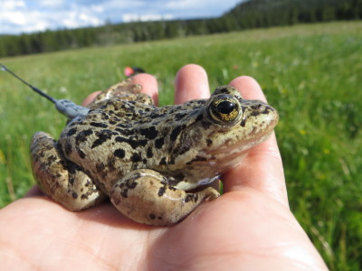 Adult Columbia spotted frog with transmitter