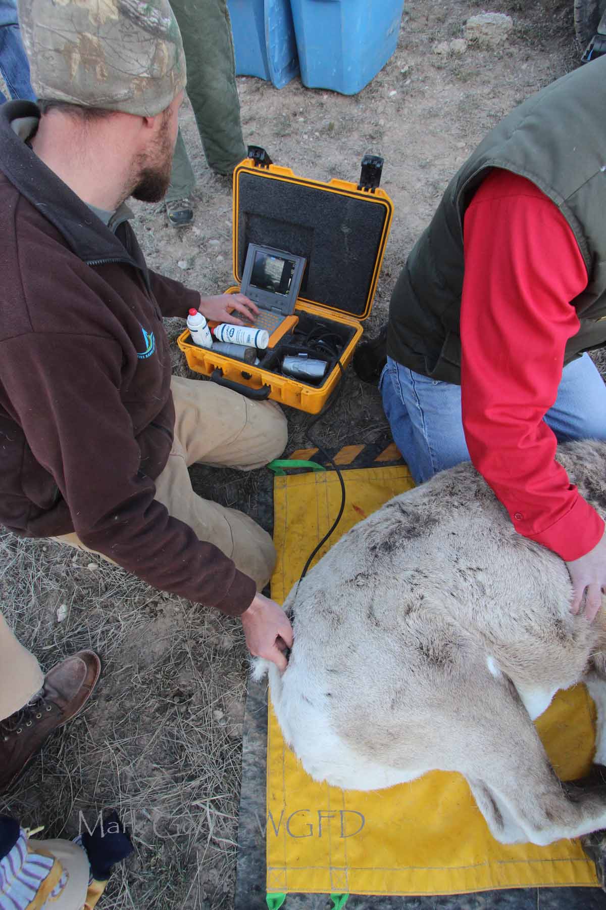 Kevin Monteith measuring body fat on a bighorn sheep ewe.