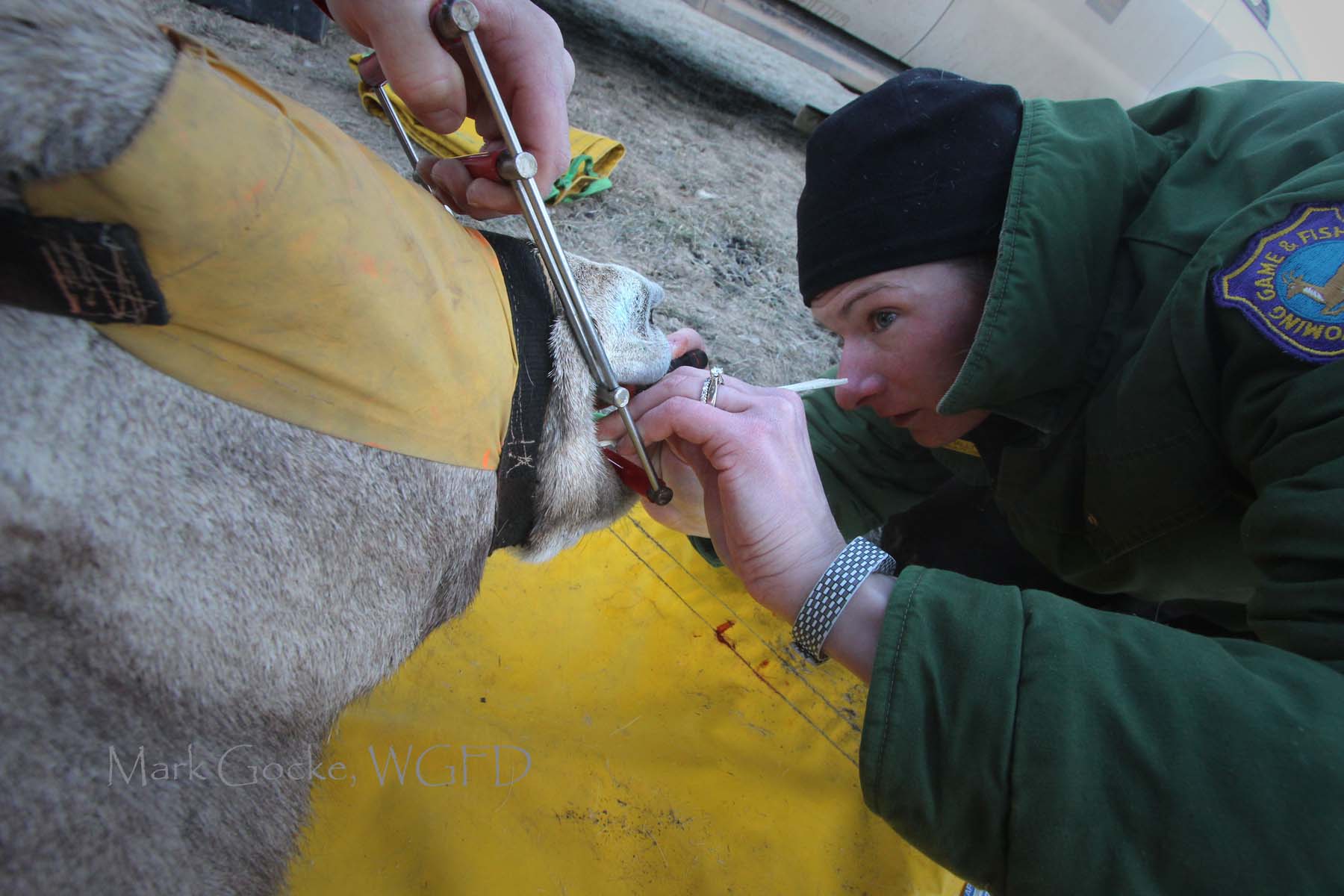 Hally Killion collecting disease samples from a bighorn sheep ewe.