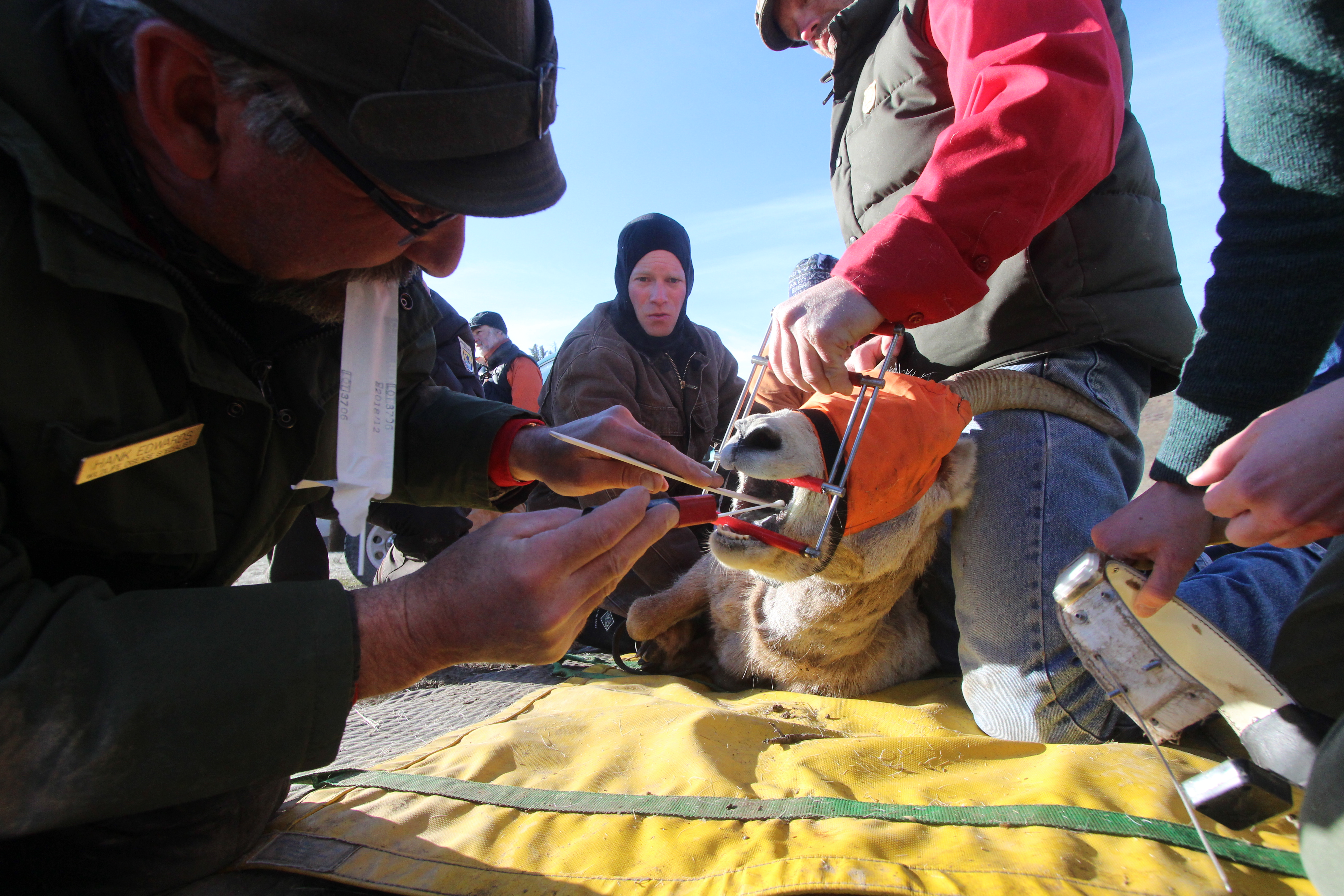 Hank Edwards disease sampling a bighorn sheep ewe.
