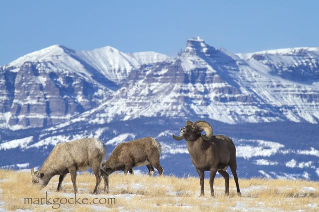 Bighorn sheep in Wyoming