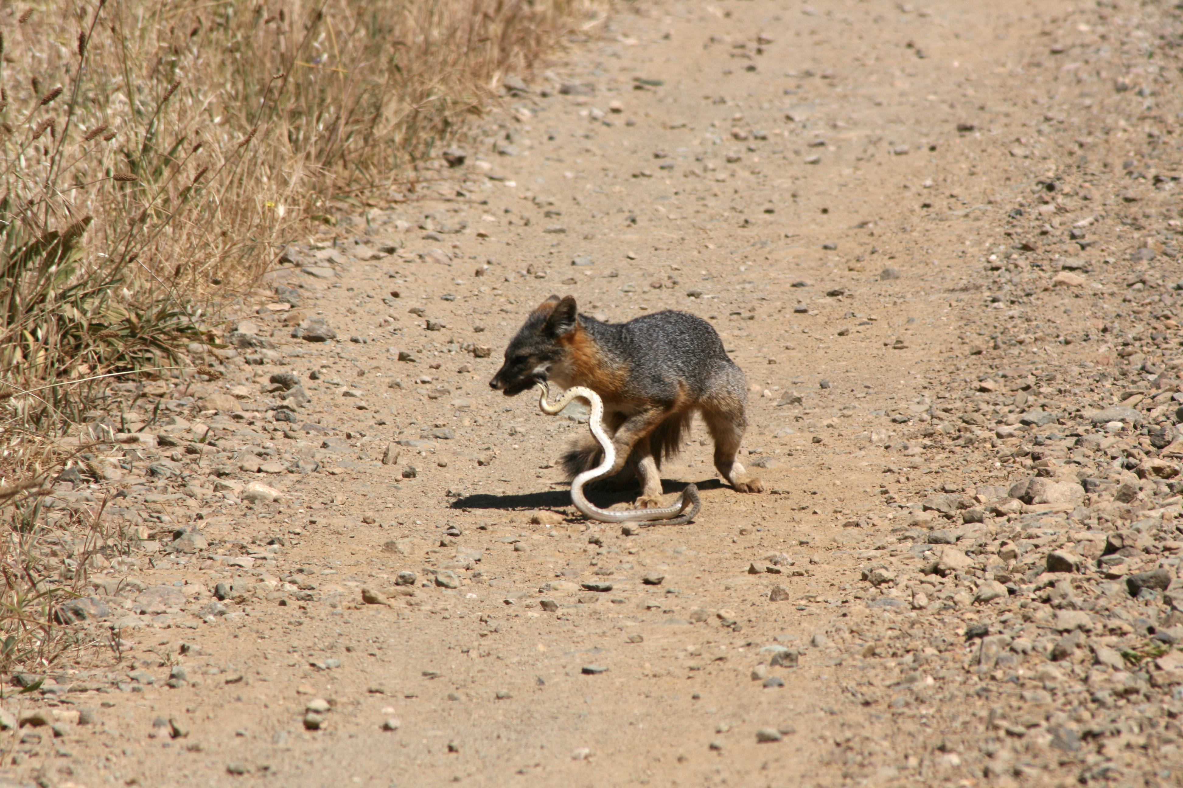 Island Fox eating Gopher Snake