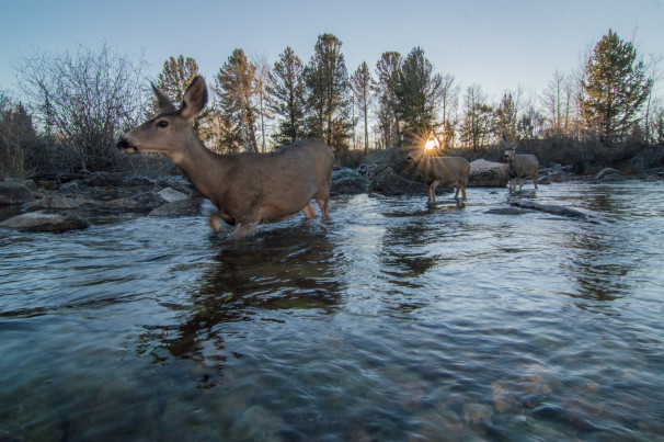 Photo credit Joe Riis. Mule Deer Migration Project, Western Wyoming Red Desert to Hoback