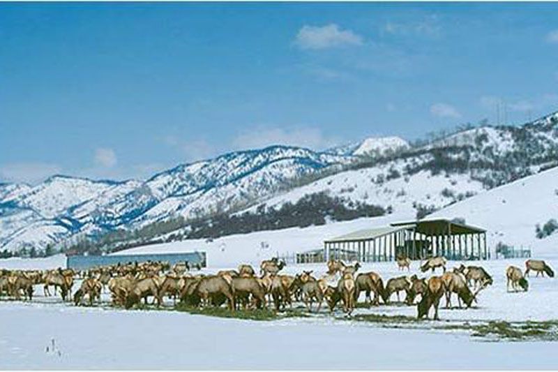 Supplemental feed is provided to elk in central-western Wyoming as a management tool to sustain elk populations and maintain separation of elk and cattle on winter range. It is presumed that this access to supplemental feed dampens nutritional condition losses of feedground elk allowing them to exit winter in better condition than elk wintering on native ranges.