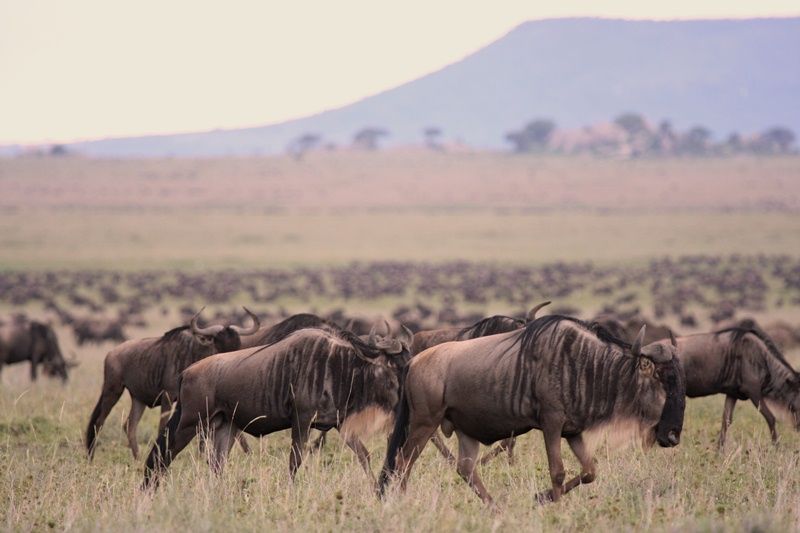 Wildebeest bulls in search for forage near Naabi Hill, Serengeti NP, Tanzania. Herd sizes can reach in the 10
