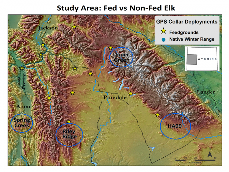Adult female elk, n=35, were captured on native winter range, non-fed in January 2010 in four areas represented by the blue ovals. Concurrently 36 adult female elk were captured on 8 feedgrounds, fed represented by gold stars.