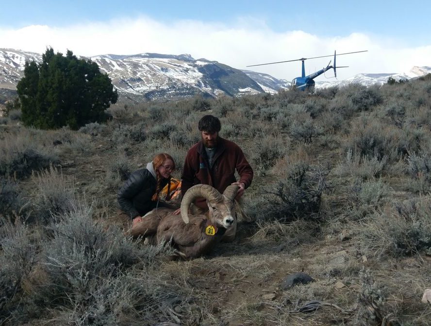 Tayler LaSharr and Kevin Monteith release a collared bighorn sheep ram.