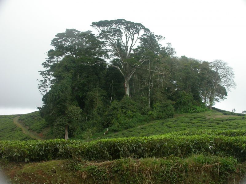 A small (0.1 ha) study fragment where understory bird populations are monitored with mist nets.