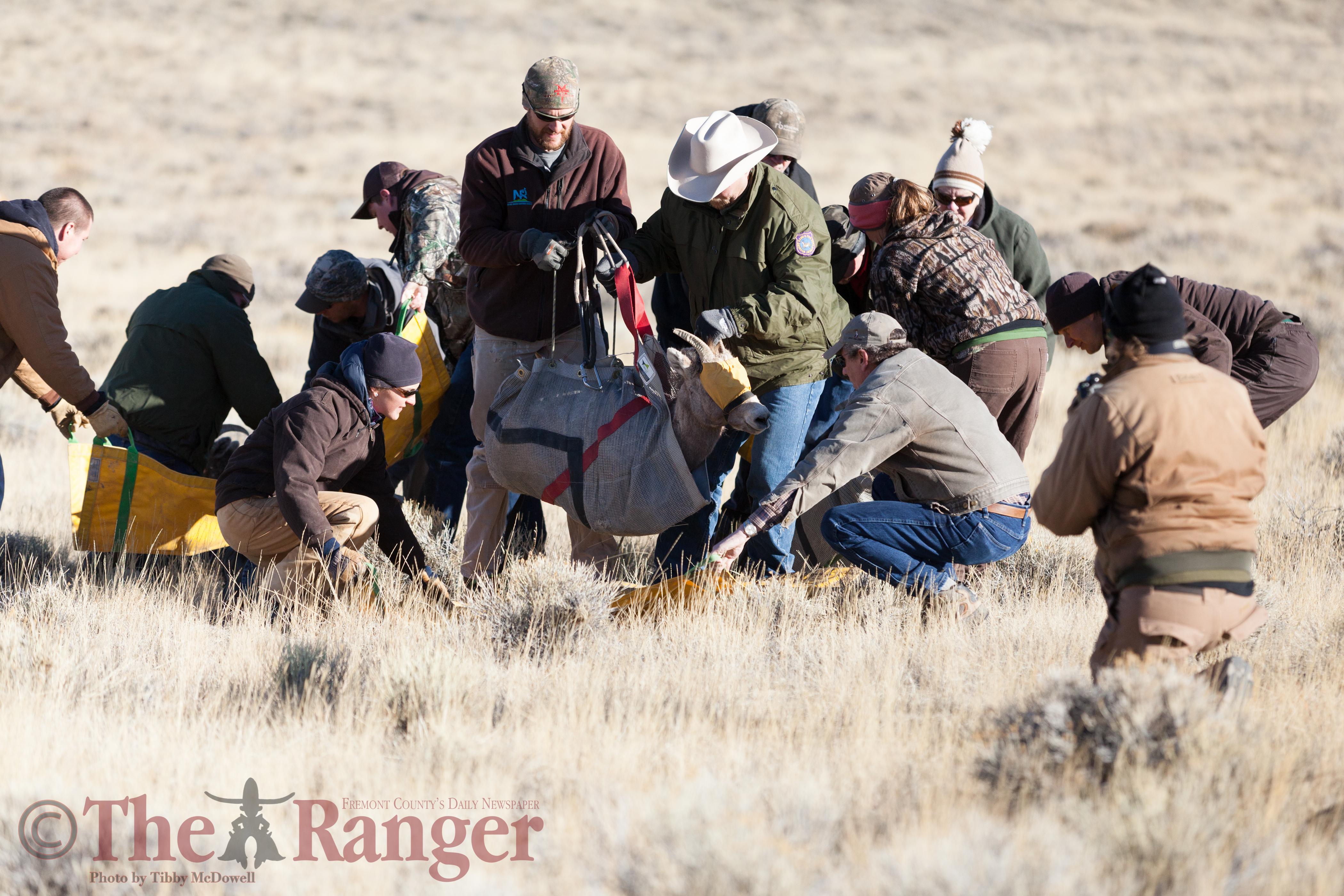 Volunteers and collaborators on the bighorn sheep disease project carry a ewe to the staging area.