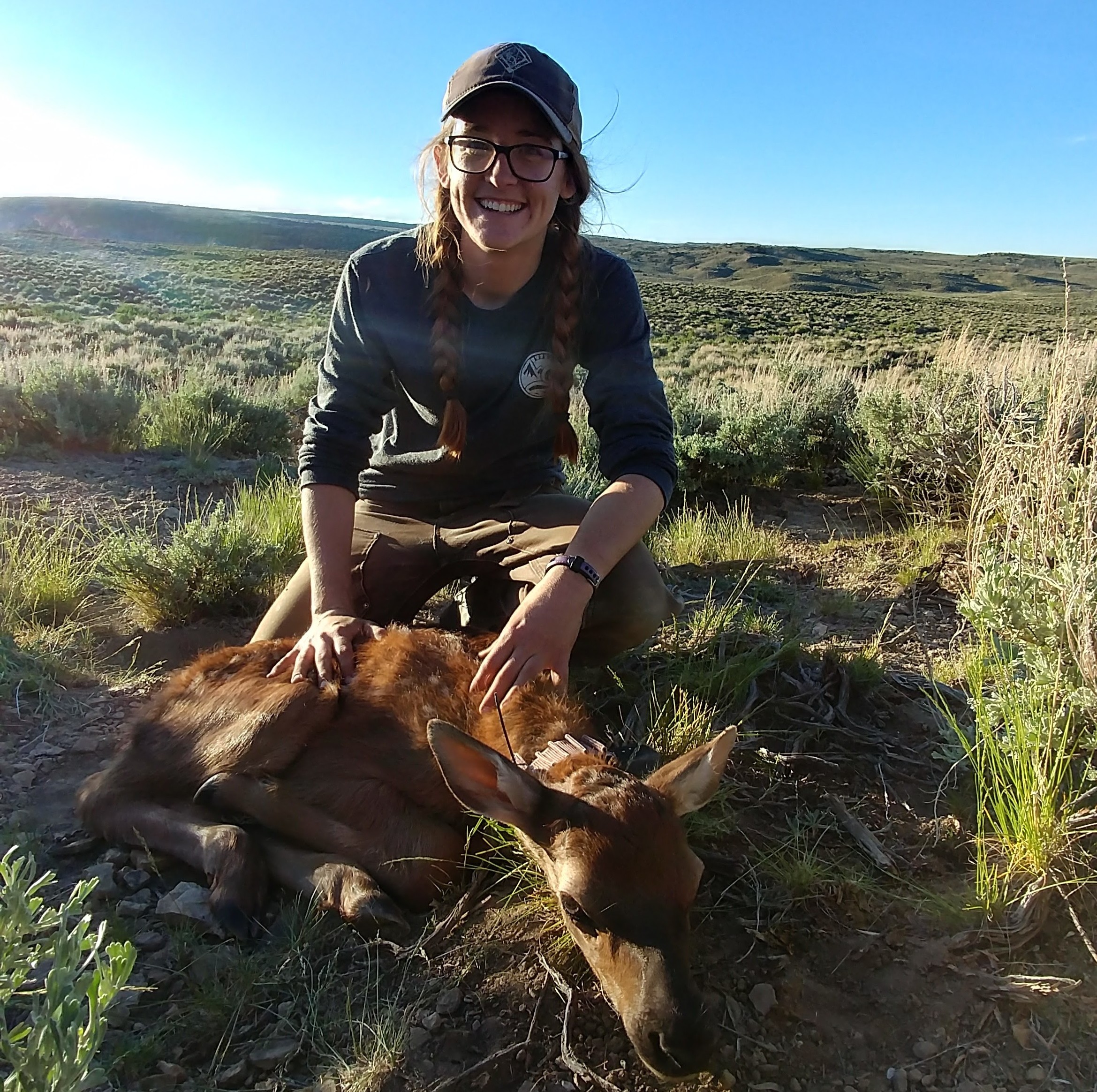 Tayler with an elk calf for the DEER project.