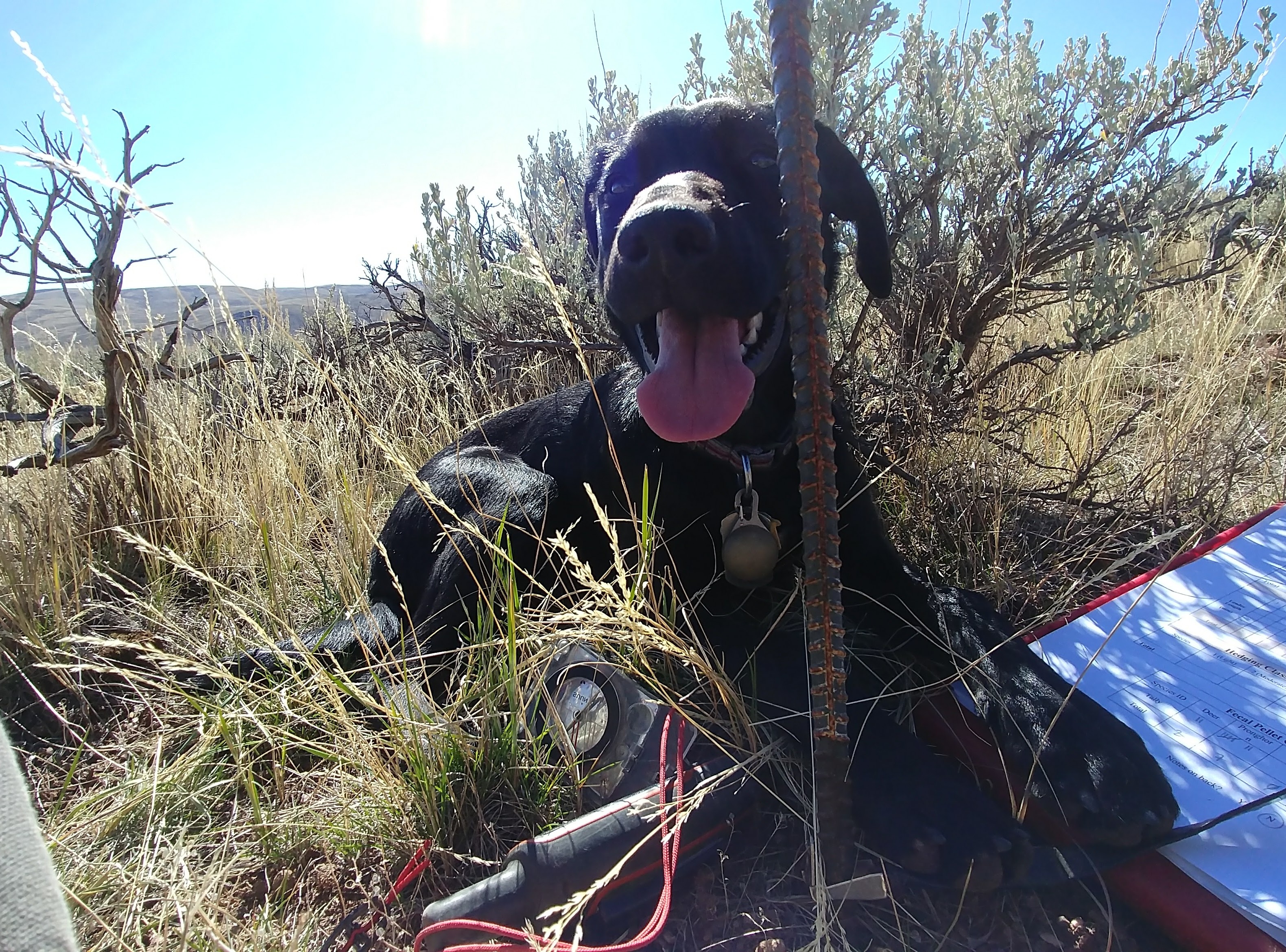 Ovis helping with sage brush transects in the Wyoming Range.
