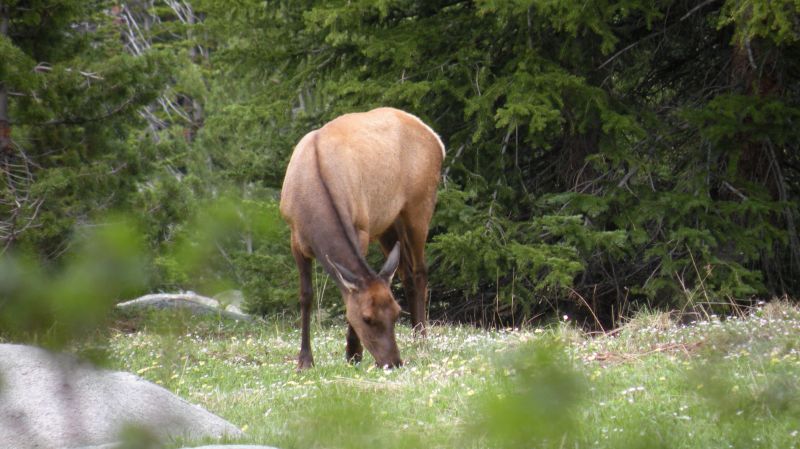 Elk Nutritional Condition