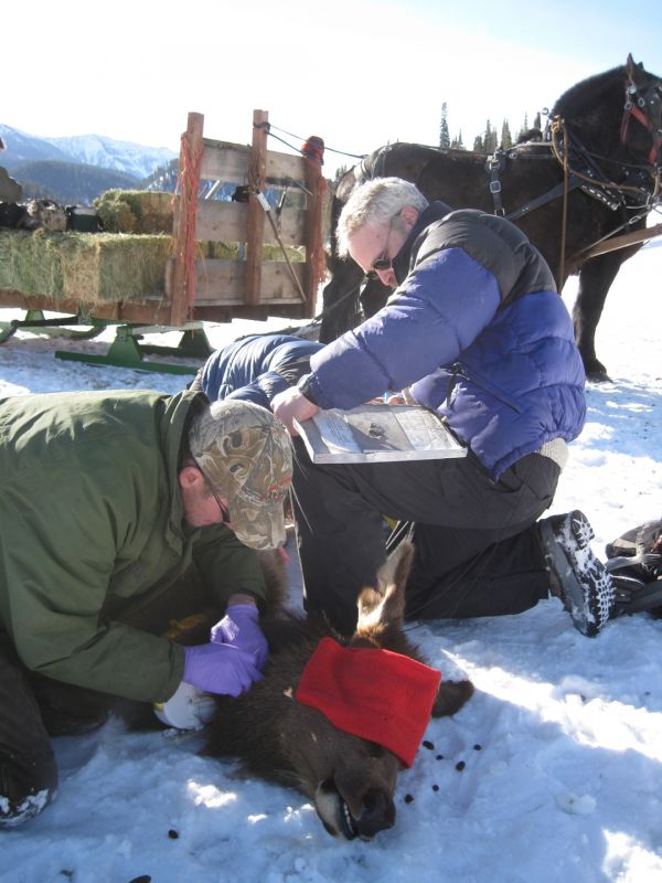 Elk nutrition experts, John and Rachel Cook collaborated in a March 2011 recapture of collared elk from both feedground (pictured here) and native winter range elk to assess nutritional condition through various body condition scores.