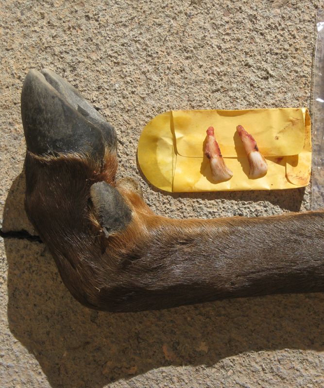 Elk hoof and teeth samples were collected from hunter check stations during the Fall 2010 season as part of the development of a stable isotope technique to differentiate feedground elk from native winter range elk.