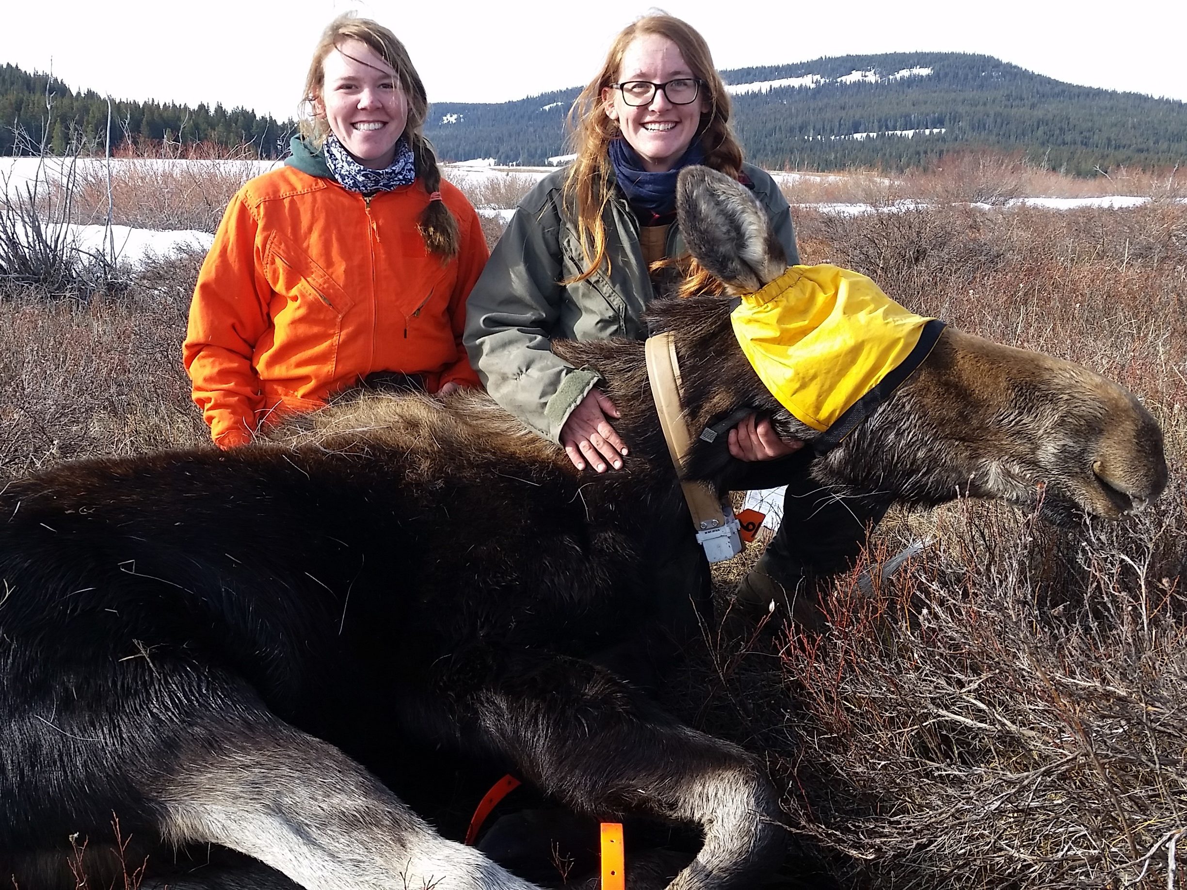 Tayler LaSharr and Katey Huggler with a collared female moose in the Bighorns, WY.