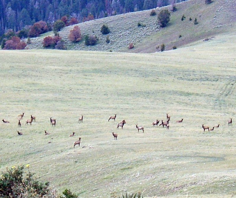 ungulates in field