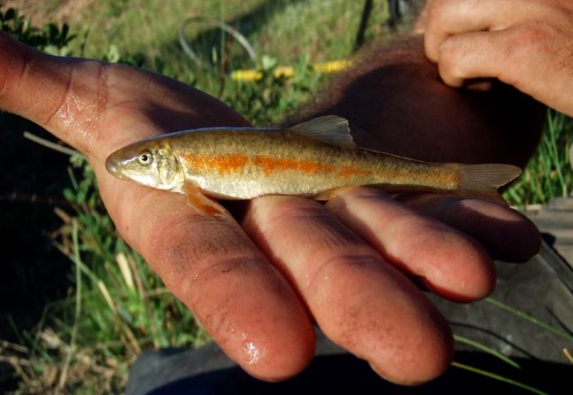 fish with orange