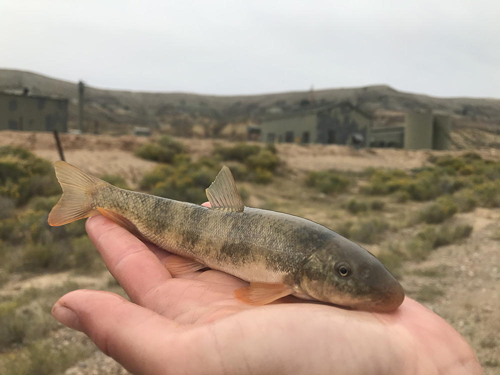 hand holding fish