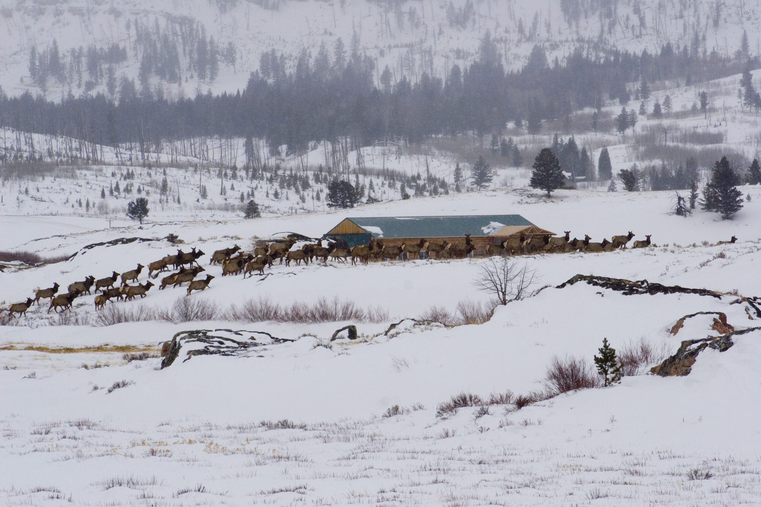 house and mule deer