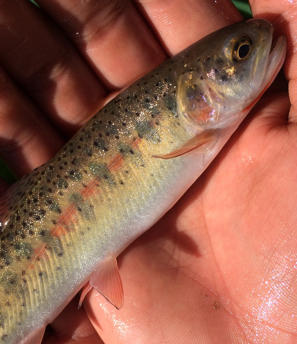 hand holding fish