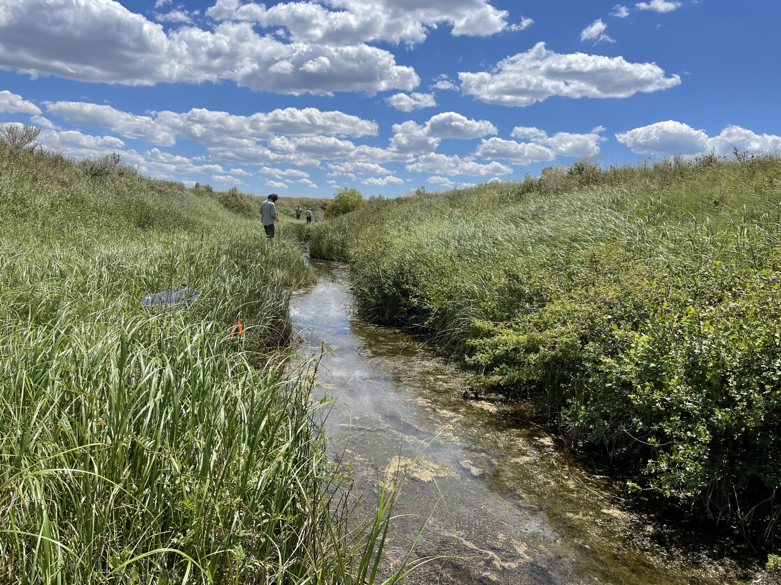 stream and grass