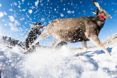 close up of deer