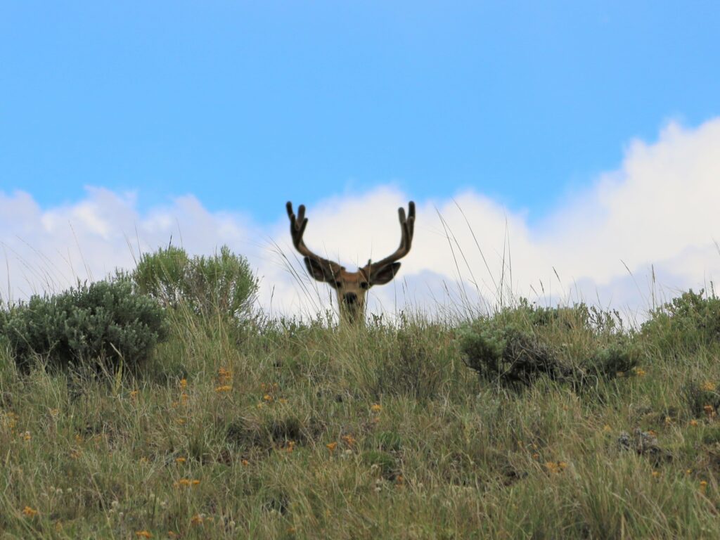 Mule deer