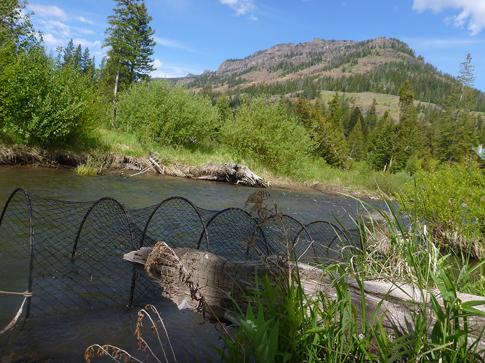 net in water