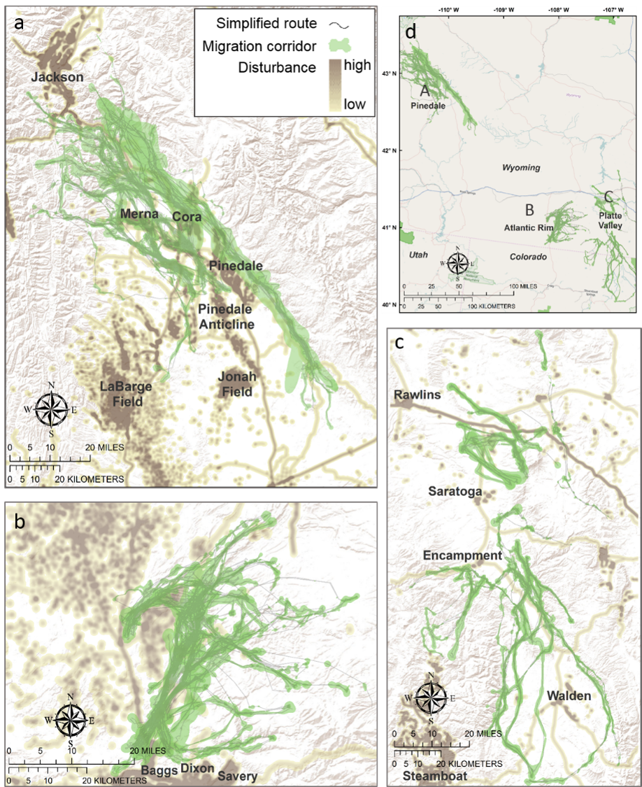 Evaluating Disturbance and migration study area