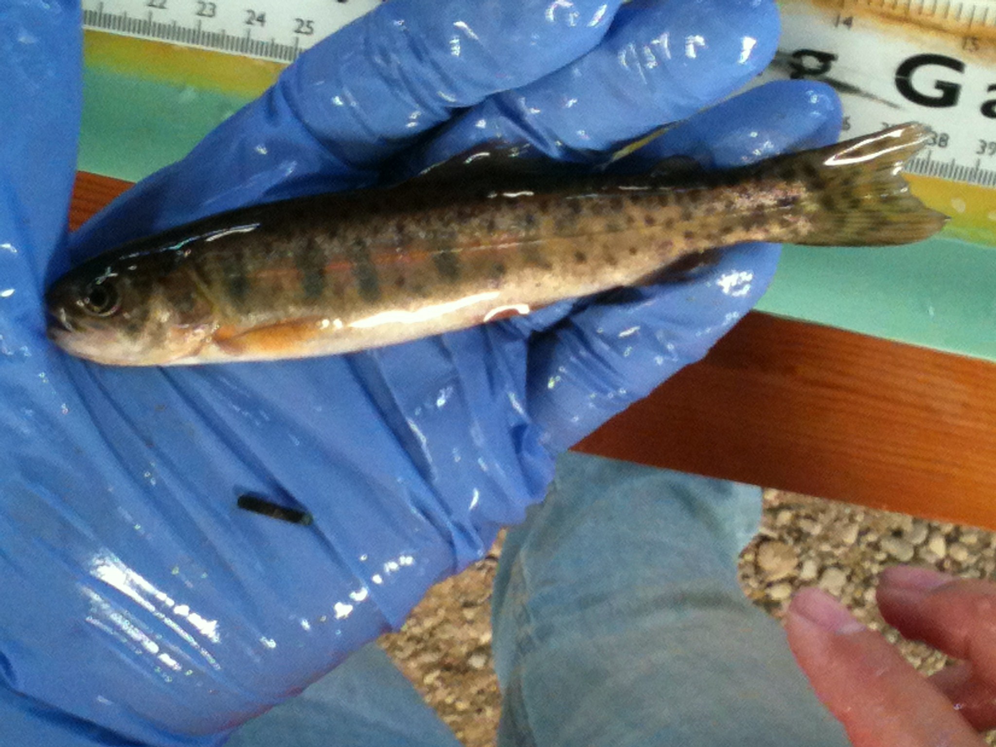 small fish in gloved hand