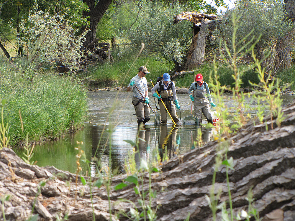 three researchers in creek