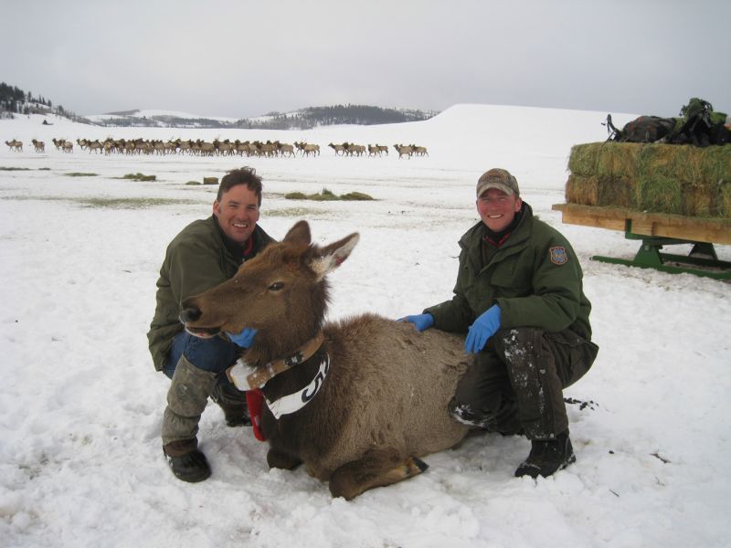 Collaborators, Brandon Scurlock and Eric Maichak support a McNeel feedground elk as she recovers from chemical immobilization for body condition analysis.