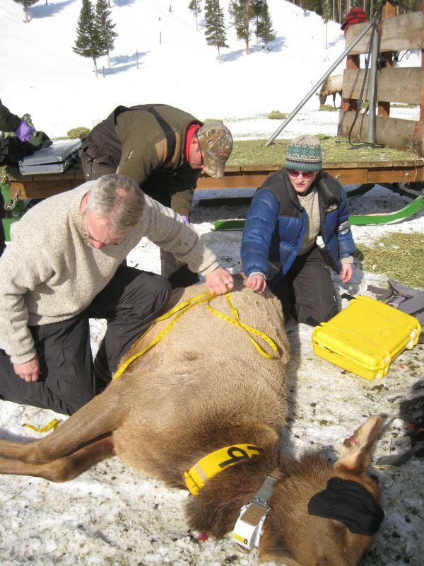 A collared elk at Forest Park is immobilized and then measured for various body condition indices.