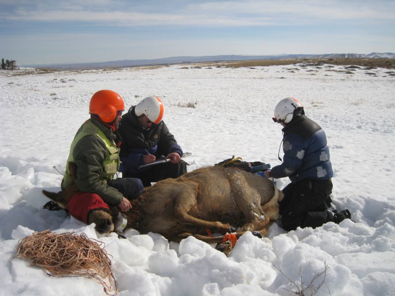 John and Rachel Cook measure various body condition indices while the elk is hobbled and restrained by Grant, a Leading Edge Aviation mugger.