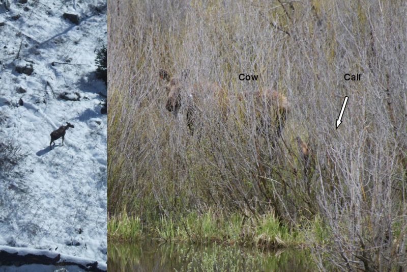 Every radio-collared adult female moose was observed via helicopter or ground survey in June to document parturition events (births) and again in July to determine if the neonate had survived its first month of life.